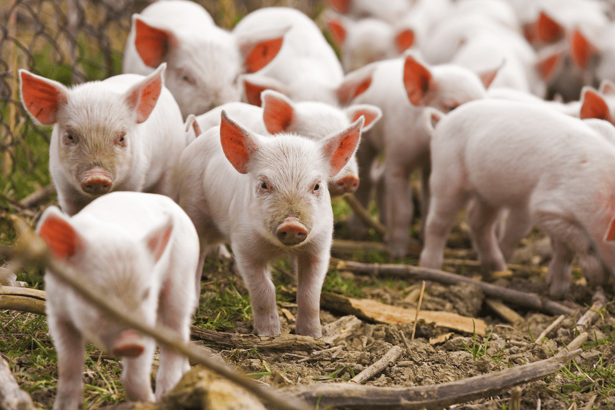 Landwirtschaft Ferkelaufzucht Tyczka Energy (1200x800)
