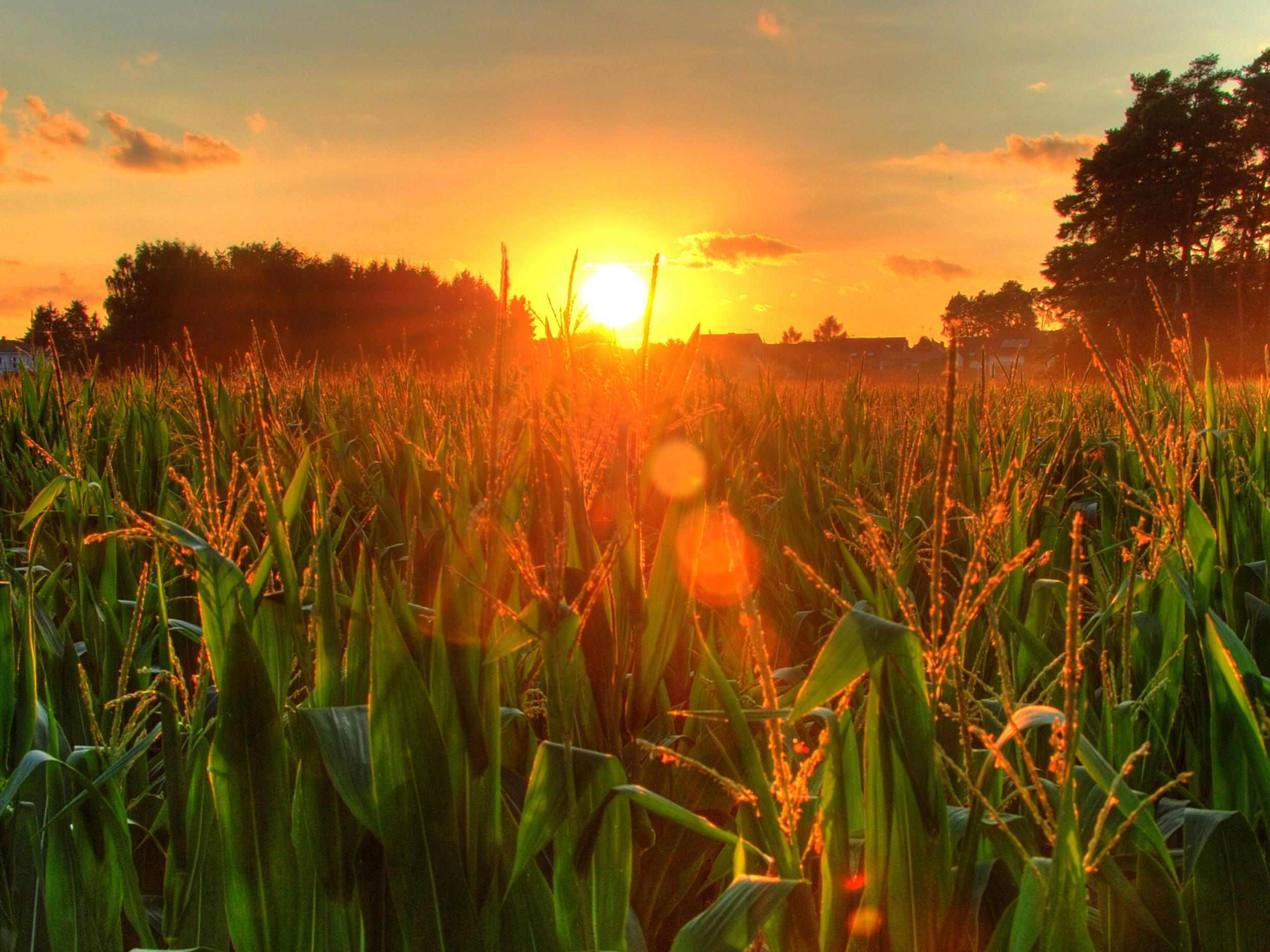 Maisfeld_Sonnenuntergang_Tyczka Energy